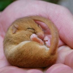 door-mouse-sleeping.jpg