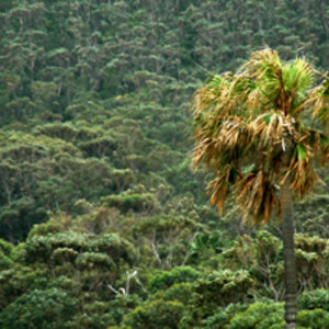 dreamstimefree_1525914-credit-rorem-tropical.jpg
