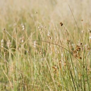 dreamstimefree_527424-Wild_weedcEmiliano_Rodriguez-Dreamstime.com_.jpg