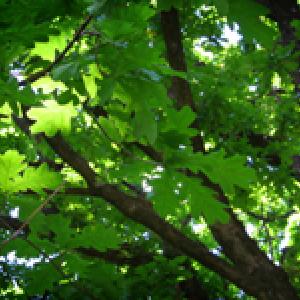 dreamstimefree_593639-Julian_Rovagnati-Dreamstime.com-A_leafy_tree.jpg