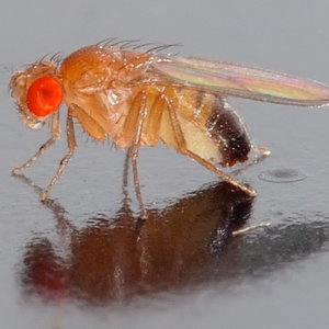drosophila_melanogaster_-_side_aka.jpg