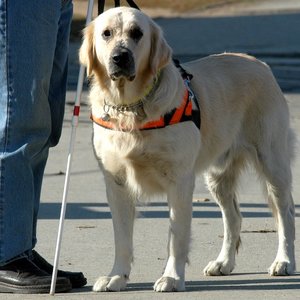 dt_blindwithdog.jpg