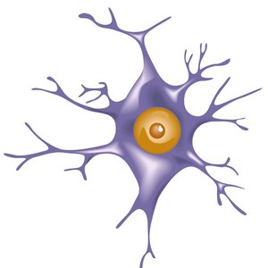 dt_neurone.jpg