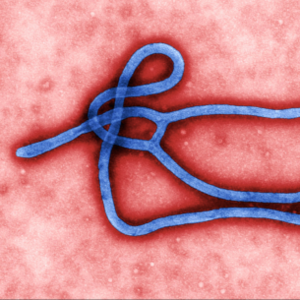 ebola.png