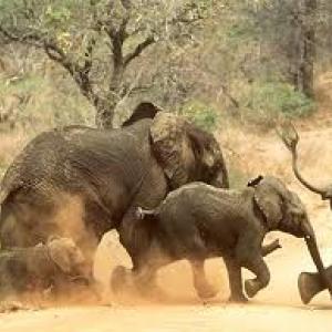 elephants.jpg