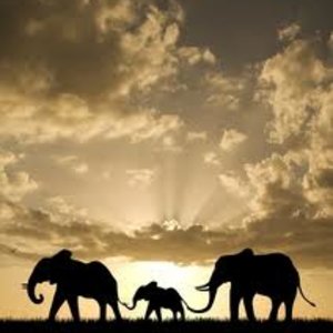 elephants_2.jpg