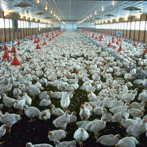 elevage-industriel-poulets-credits-joe-valbuena.jpg