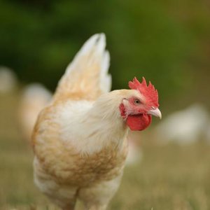 elevage_poule1_0.jpg