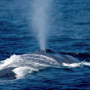 endangeredbluewhalesspottedoffcaliforniag7r6v88dhqfl.jpg