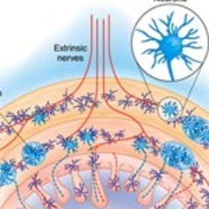 enteric-ns.jpg