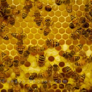 epa-honey-bees.jpg