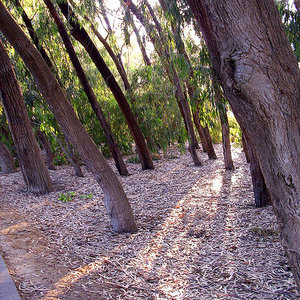 eucalyptus.jpg