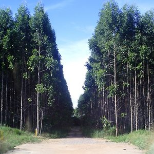 eucalyptus_forest_brazil_denis_rizzoli_wikicom.jpg
