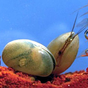eucypris-virens.jpg