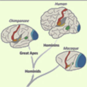 expansion-cortex.jpg