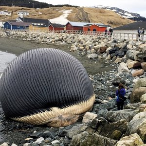 exploding-whale-newfoundland-02.jpg