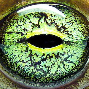eye-of-a-european-green-toad.jpg