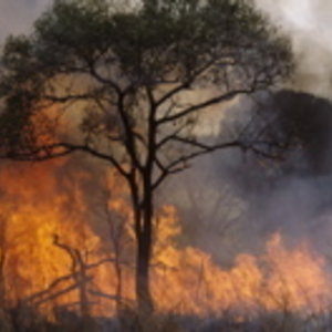feu_foret.jpg