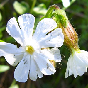 fleur_silene.jpg