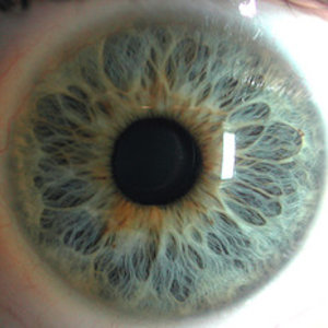 flickr_eye-grosplan.jpg