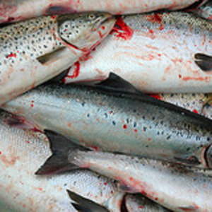 flickr_salmonstues.jpg