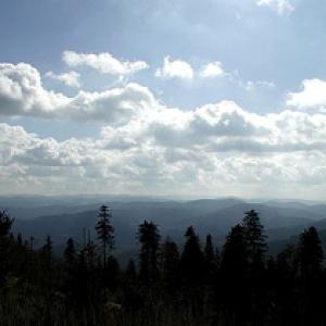 forest-13-paoloneo-publicdomain.jpg