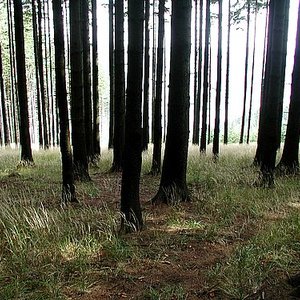 forest-20-paolo-neo.jpg