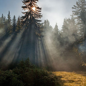 forest_bulgaria_tourbillon_wc.jpg