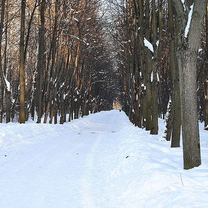 forest_moscow_scherbakovag_wc.jpg
