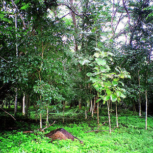 forest_thailand_wikicom.jpg