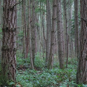 forest_tom_harpel_wikicom.jpg