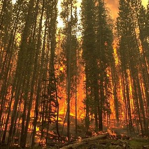 forestfire_usforestservice_wc.jpg