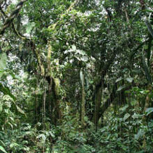 foret-nuages-colombie3.jpg