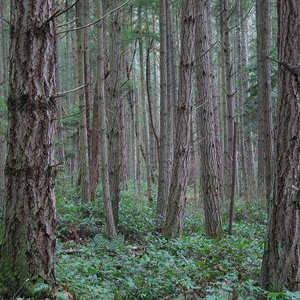 foret.jpg