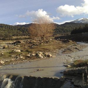 foret_algerie.jpg