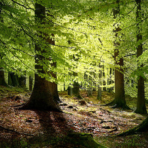 foret_danemark_malenethyssen_wc.jpg
