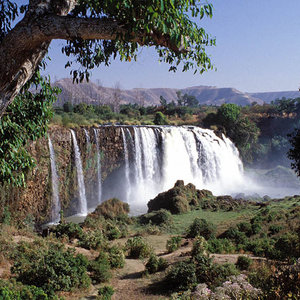 foret_ethiopie.jpg