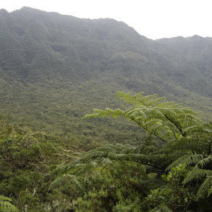 foret_primaire_de_bebour-ile_reunion-tropicale-wiki.jpg