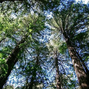 foretamericaine.jpg