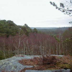 foretfontainebleau1.jpg
