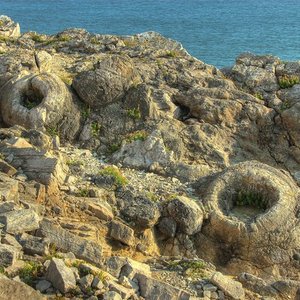 fossil_forest_juliandowse_wc.jpg