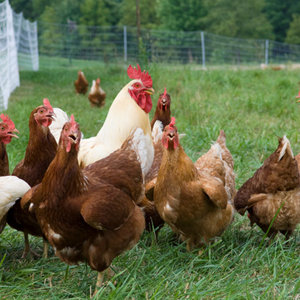 free-range-chickens.jpg