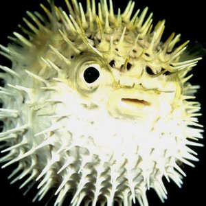fugu-fish.jpg