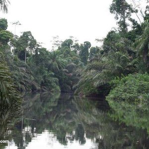 gabon_mongabay_wc.jpg