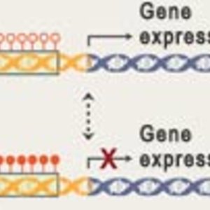 gene-expression.jpg