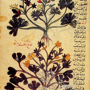 ghafiqilittlefrog.jpg