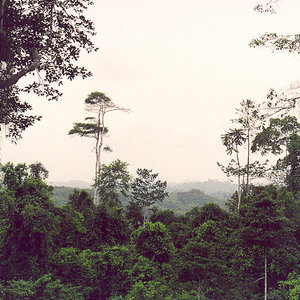 ghana_rainforest_flowizm_wc.jpg
