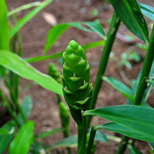 ginger_plant_vs.jpg
