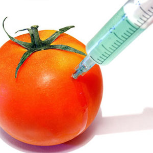 gmo_tomato__451868_cut.jpg