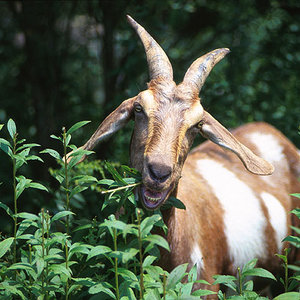 goat.jpg